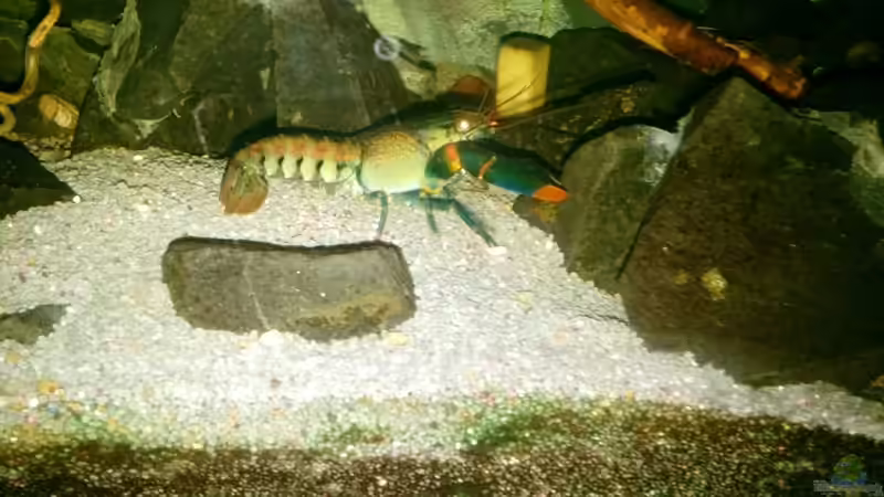 Der hübsche ist leider was fotoscheu, sind aber supergut gewachsen... von Miss Kasimir (18)