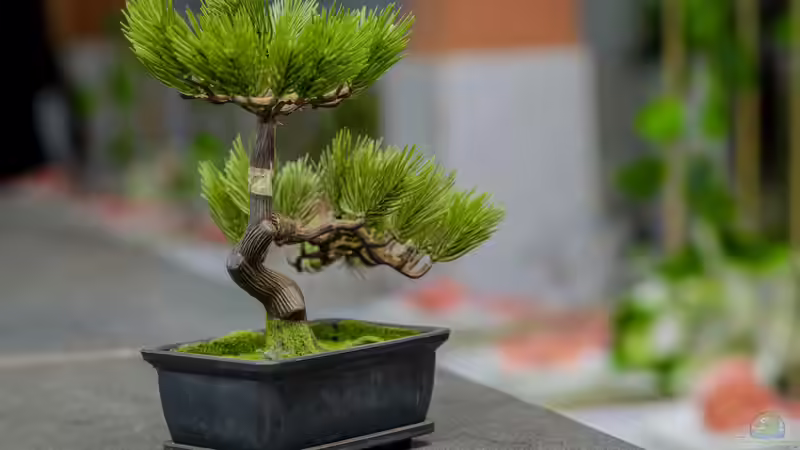 Der ideale Pflanzkübel - Wie du den perfekten Kübel für Garten, Terrasse und Balkon findest