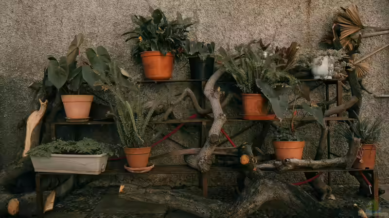 Der ideale Pflanzkübel - Wie du den perfekten Kübel für Garten, Terrasse und Balkon findest