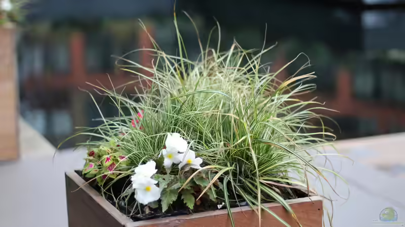 Der ideale Pflanzkübel - Wie du den perfekten Kübel für Garten, Terrasse und Balkon findest