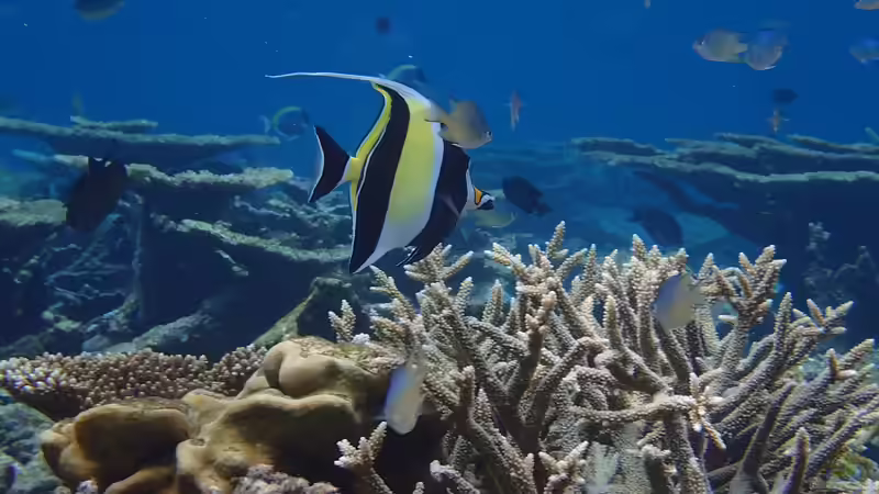 Der Indische Ozean: Seine Bedeutung für die Meerwasseraquaristik