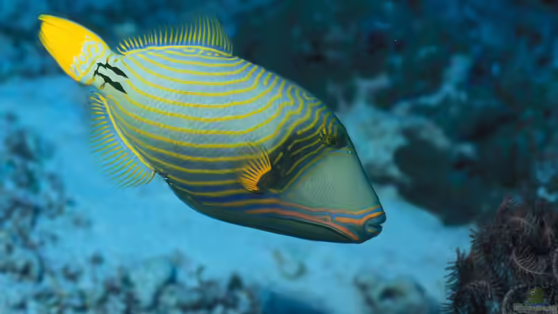 Der Indische Ozean: Seine Bedeutung für die Meerwasseraquaristik