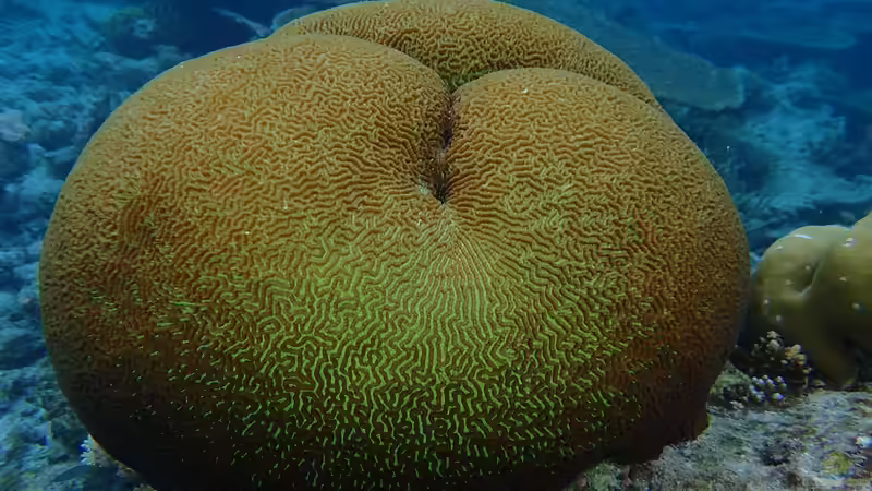 Der Indische Ozean: Seine Bedeutung für die Meerwasseraquaristik