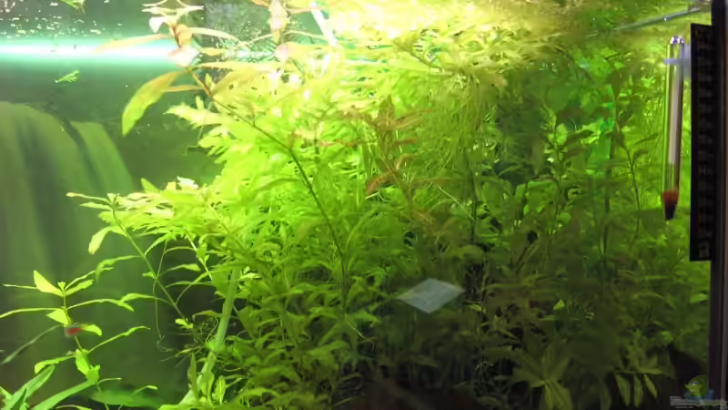 Der Indische Wasserfreund -  eigentlich seltsam der Name, denn wo er wächst, ist von Markus Thummerer (3)