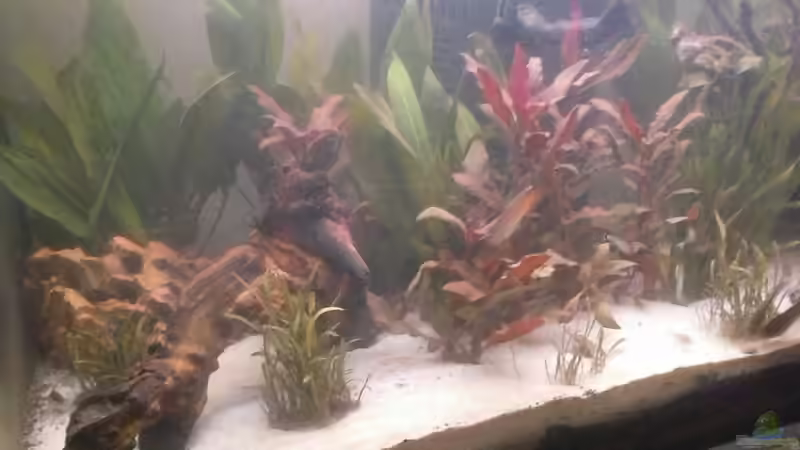 Der Innenfilter im Hintergrund, der neue beige Sand und die zusätzliche Wurzel sind von Schnaeuf (15)