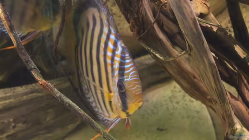 Der ist immer neugierig... von Andy Weiss (39)