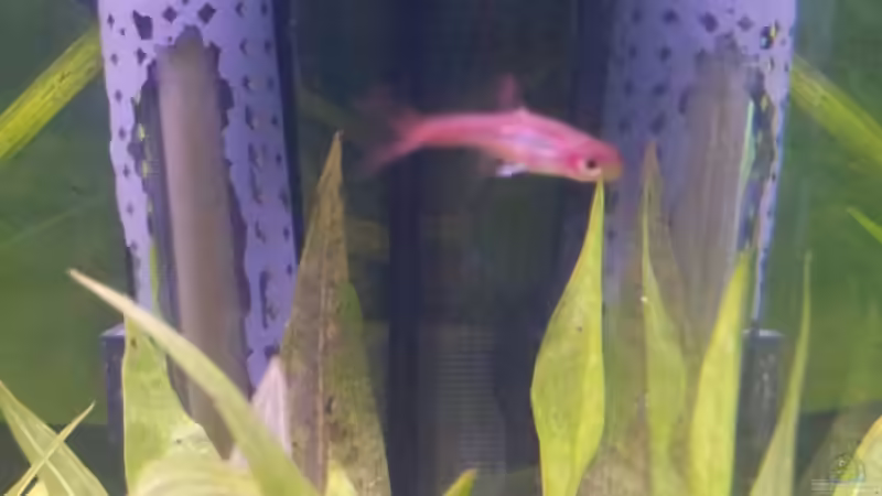 Der ist n tick kleiner als die Neons...was ist er/sie? von Snawatz (25)