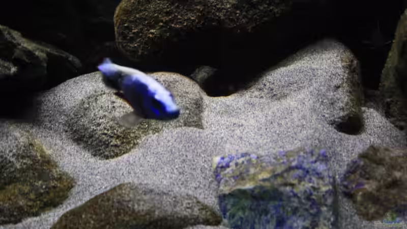 Der Jäger in seinem Reich von Florian Bandhauer (39)