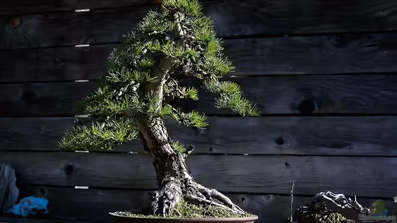 Der Japandi-Stil im Garten perfekt umgesetzt: So gelingt das Zusammenspiel von Japan und Skandinavien