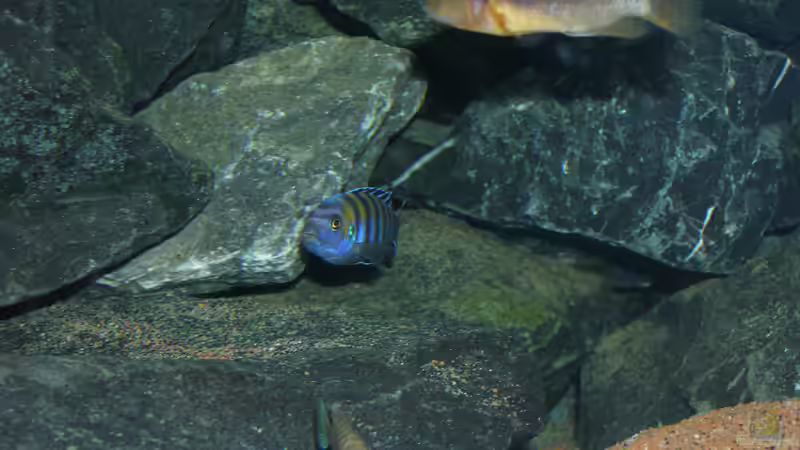 Der jüngere Afra-Bock von bossie1704 (89)