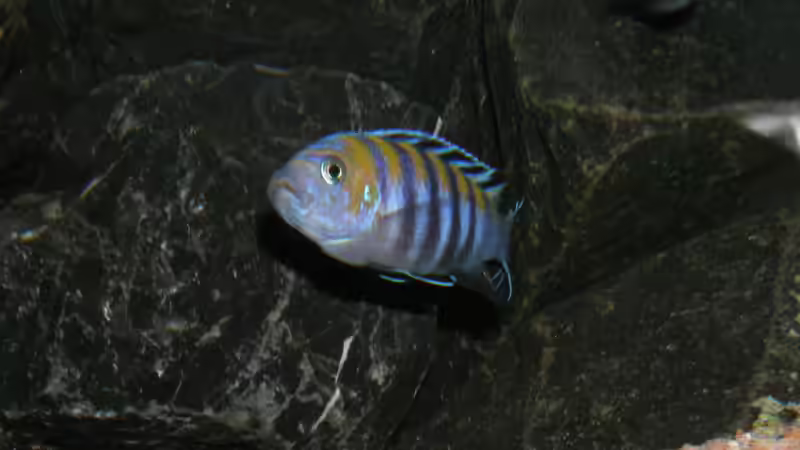 Der jüngste Cobue-Bock 14.1.2013 von bossie1704 (85)