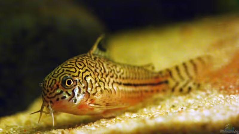 Der Julii-Panzerwels / Corydoras julii 