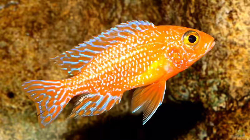 der junge Firefish-Bock von Cruiser Bruno (117)