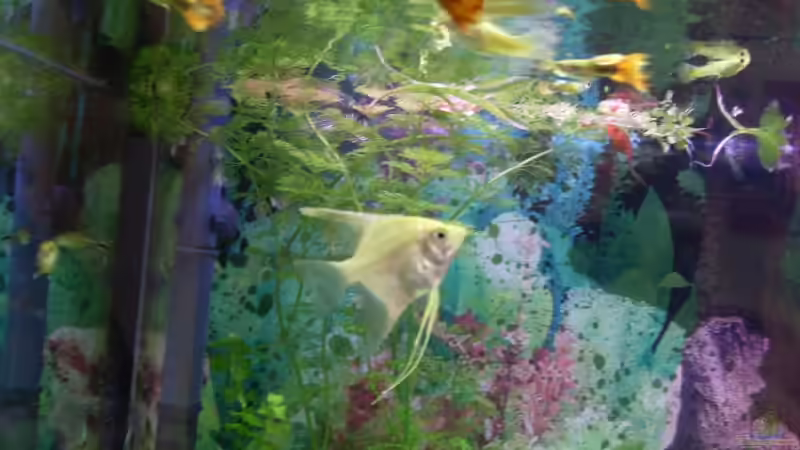 Der junge Skalar mit den Guby auf Tauchfühlung  von Viva los tioz (8)