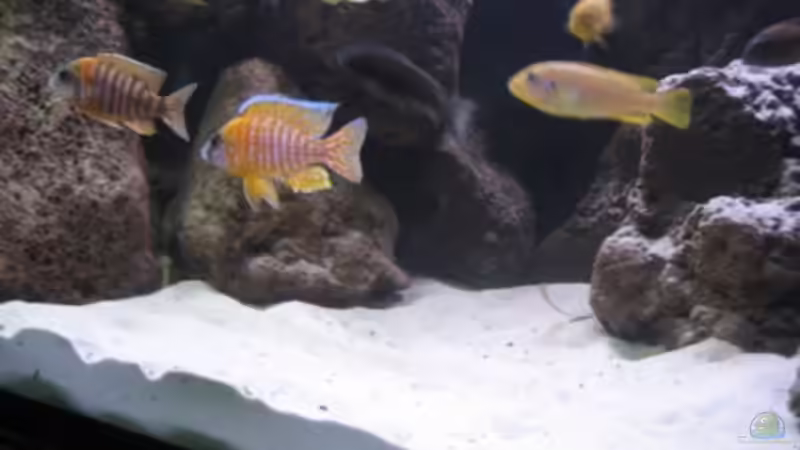 Der Kaiser in seiner vollen Pracht! von Stefan Lorenz (10)