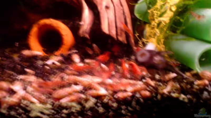 Der Kampf ums Futter von Peter Lankes (3)