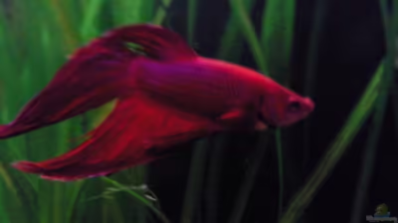 der Kampffisch von Ben (11)