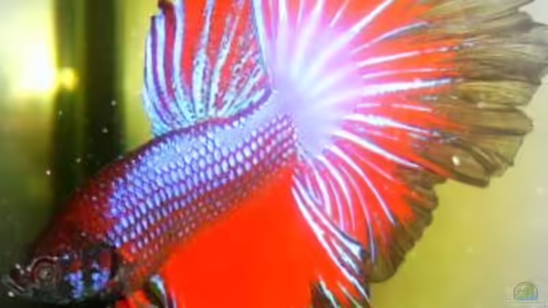 der Kampffisch von Greedo (10)