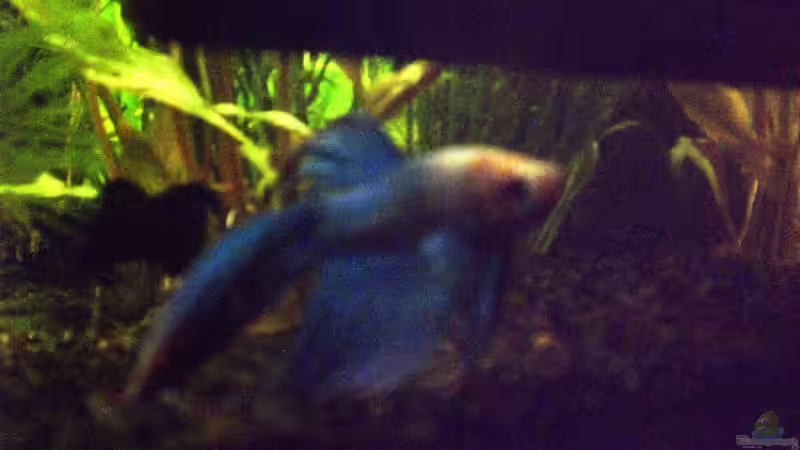 Der Kampffisch von LAHNDILLSCHWIMMER (4)