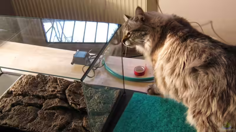 Der Kater kontrolliert nochmal skeptisch die Silikonnähte ;) von pekro (6)