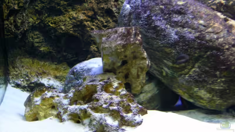 der ´Kindergarten´ von tenebroso (8)