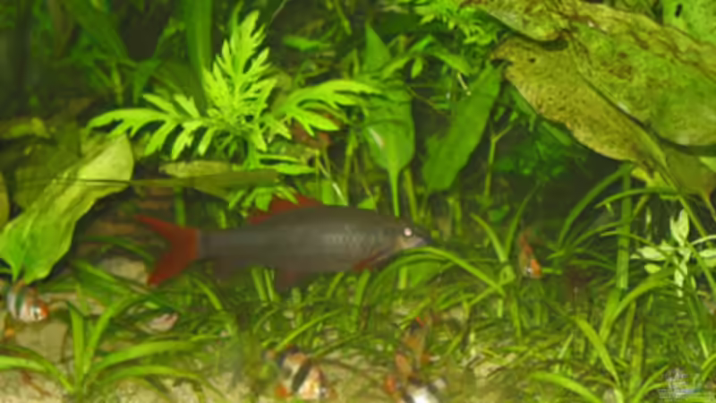 der King im Becken, mein grüner Fransenlipper mit stattlichen 12 cm von André Thiel (14)