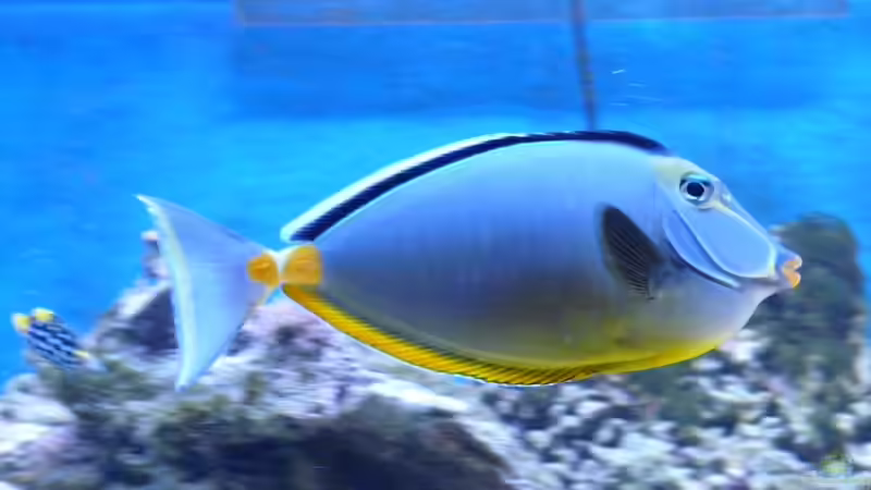 Der King!!! von Marc Waidelich (17)