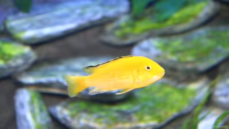 der Klassiker - Labidochromis yellow von Klaus Fischer (10)