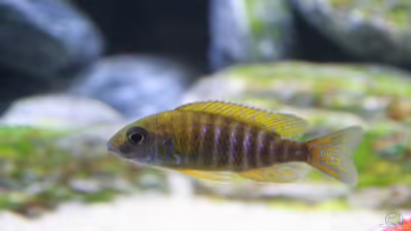 der Kleine - Aulonocara baenschi benga von Klaus Fischer (19)