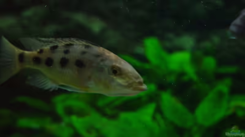 Der kleine F. rostratus bock  von Thomas Knecht (21)