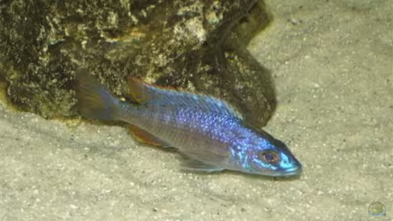 der kleine fryeri von exodus73 (8)