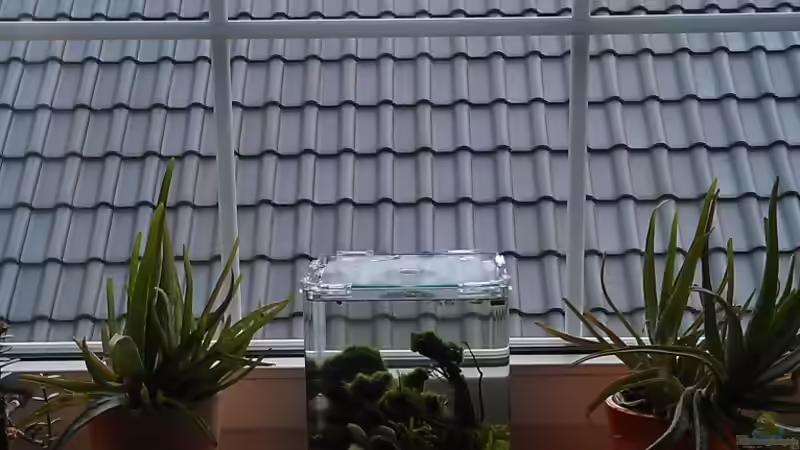 Der kleine in der Fensterbank von TinaMarie (2)