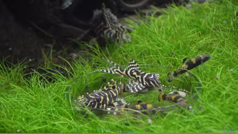 der kleine JET... der kleinste und mutigste L 134 von Gallius (34)