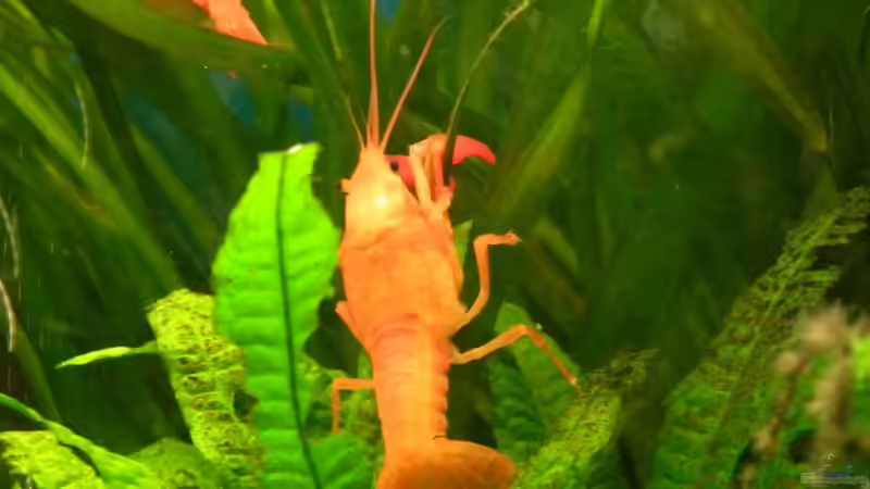 Der Kleine Krebs nach der Häutung am 22.08. von Peter Tippmar (17)