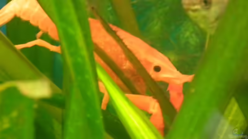 Der Kleine Krebs nach der Häutung von Peter Tippmar (14)