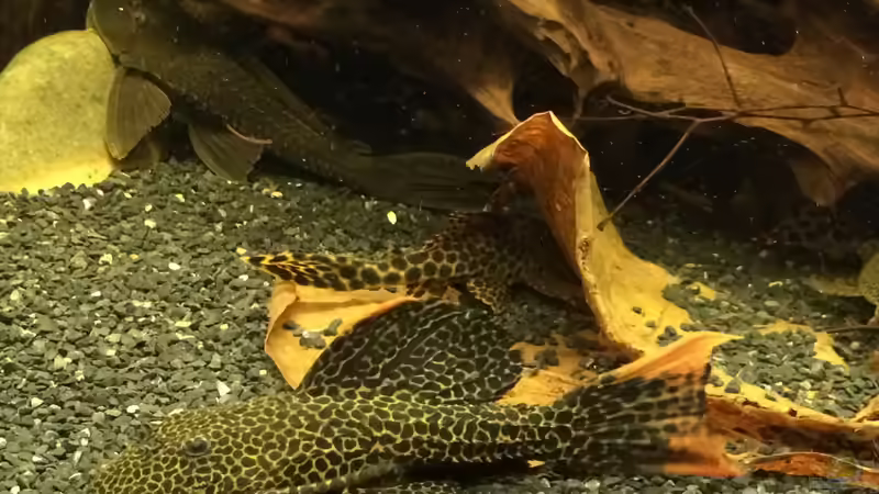 Der kleine L114 von Jonas B. (55)