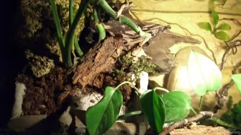 der kleine Landteil von Johannes (4)