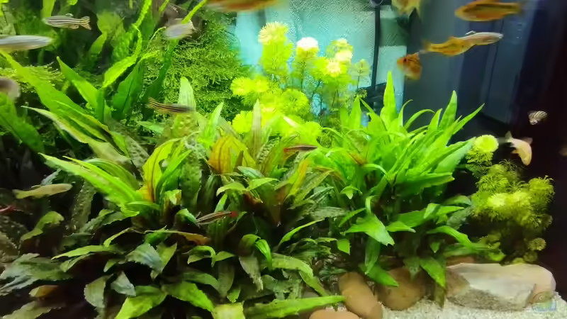 Der kleine Pflanzen Dschungel von Thomas Kreuter (2)