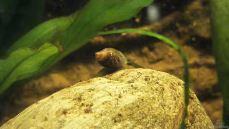 Der kleine Putzer, schnell und kostenlos