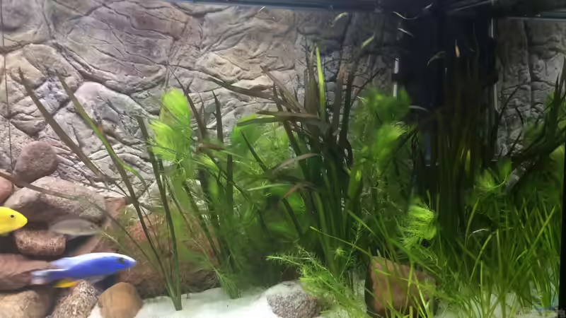 Der kleine Unterwassergarten von delphin (6)