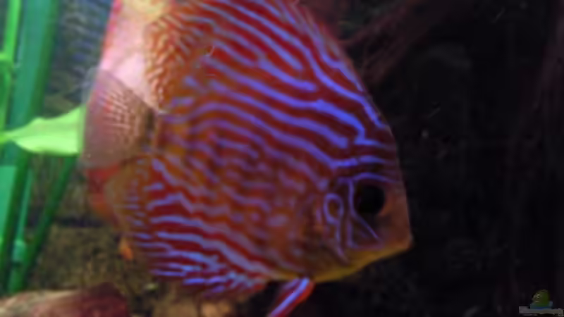 der kleine von Ben (13)