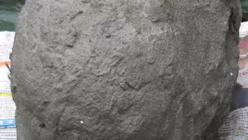 Der Kleine von HessiJames (11)