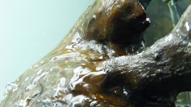 der kleine ´Wasserfall´ hier noch beim Positionieren von Falk (4)