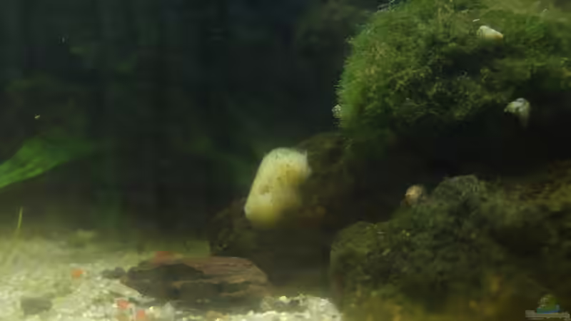 Der kleinere Teil des zerbrochenen Schwammes, schon wieder angewachsen von Tino Georgi (20)