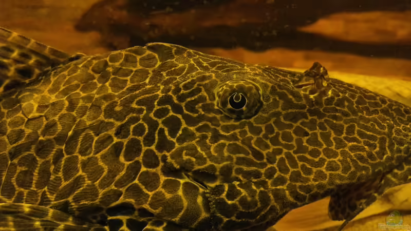 Der kleinere Wabenschilderwels von Kenno (20)