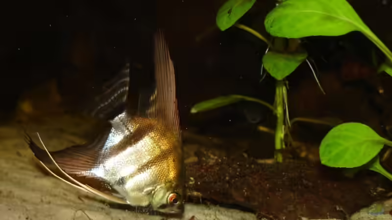 der Kleinste - er weiß sich durchzusetzen! von Susanne Gillig (3)