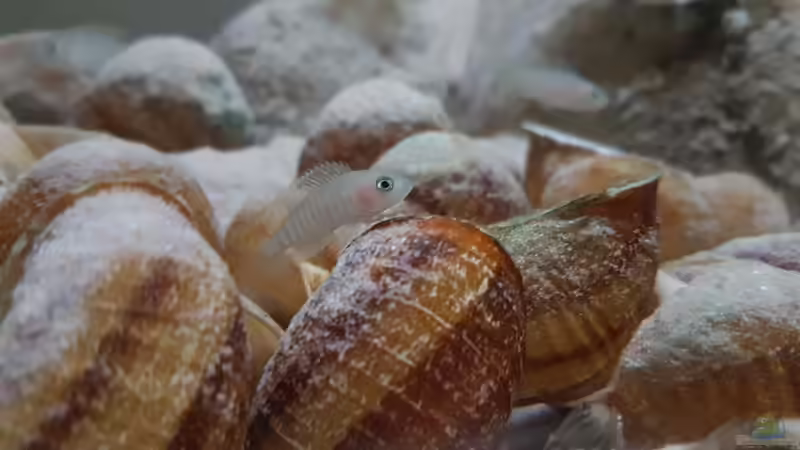 Aquarien mit Schneckenbuntbarschen