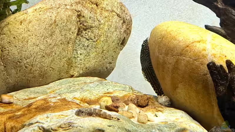 Der Kleinste und der Größte im Becken von okefenokee (15)