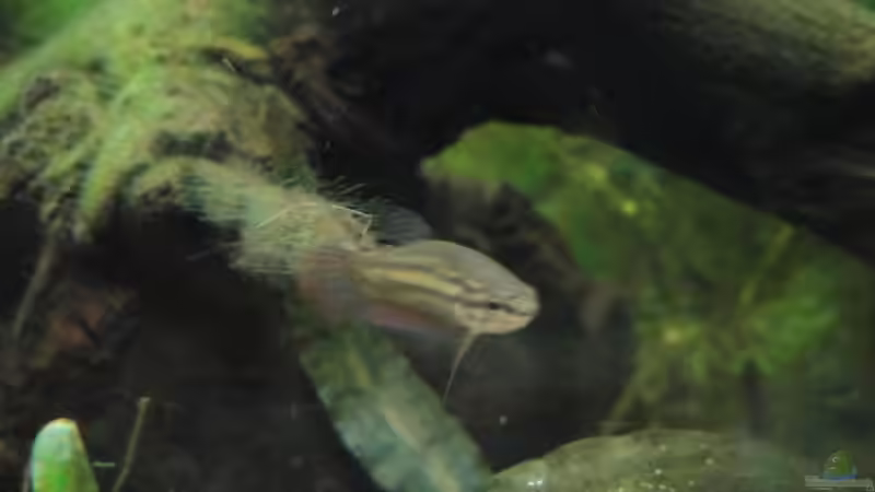 der kleinste von Laura (30)