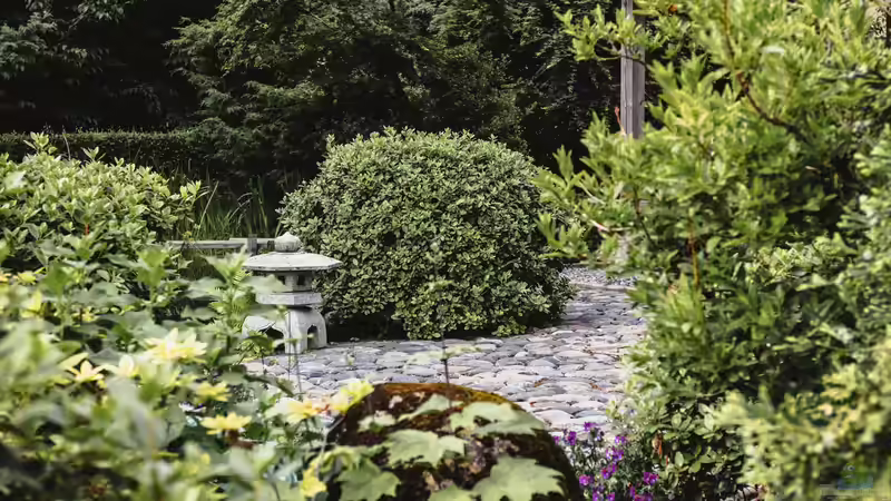 Der klimafeste Garten - So wird Ihr Garten widerstandsfähig gegen Hitze, Trockenheit und Extremwetter